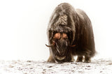 Between the fog and frost Poster och Canvastavla