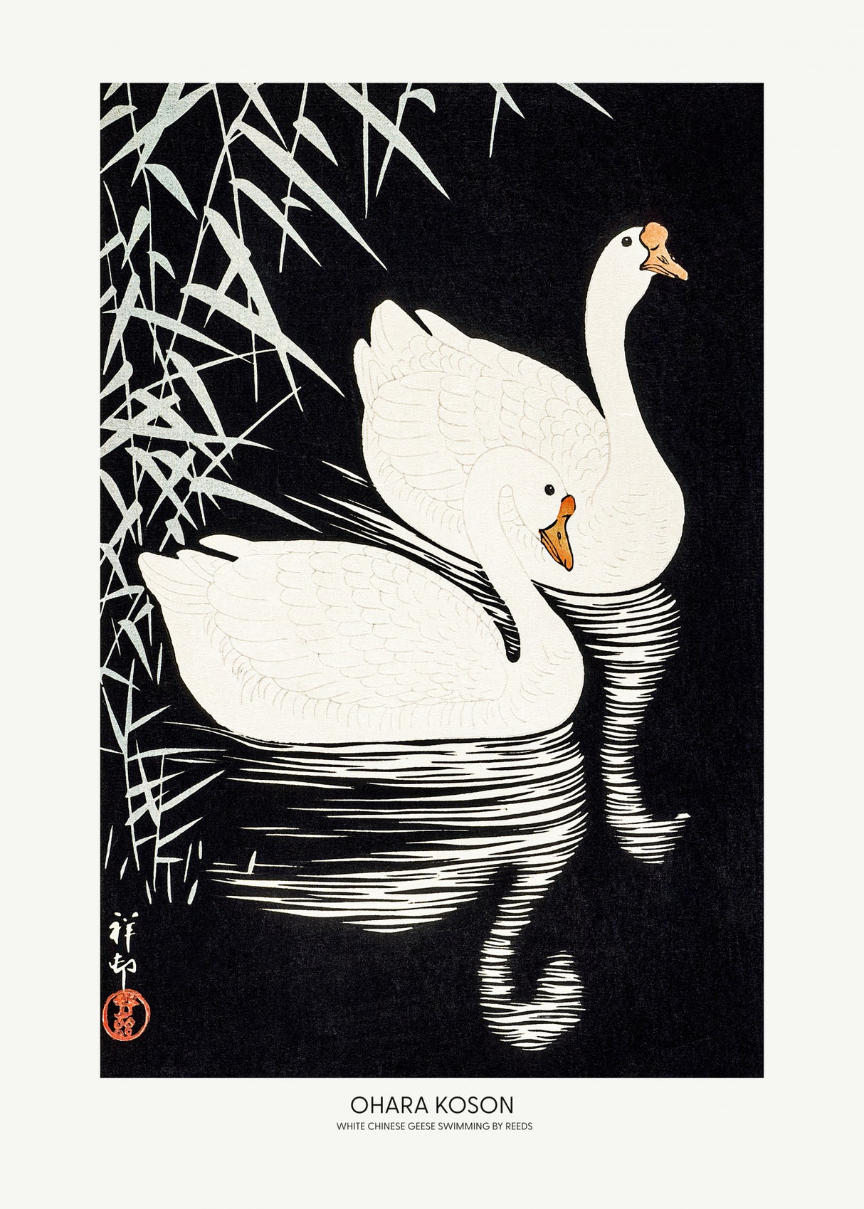 White Chinese Geese Swimming by Reeds Poster och Canvastavla