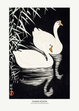 White Chinese Geese Swimming by Reeds Poster och Canvastavla