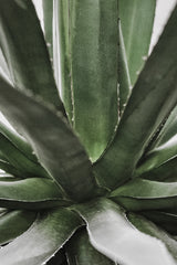 Succulent Poster och Canvastavla