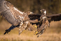 The White-tailed Eagles, Haliaeetus albicilla Poster och Canvastavla