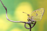 Butterfly on the...rollercoaster! Poster och Canvastavla