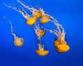 Dancing Jellyfish, #300 Poster och Canvastavla