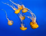 Dancing Jellyfish, #300 Poster och Canvastavla
