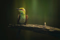 Little Bee-eater Poster och Canvastavla