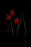 Autumn color Poster och Canvastavla