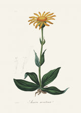 Mountain Arnica (arnica Montana) Medical Botany Poster och Canvastavla