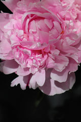 Pink peony V Poster och Canvastavla