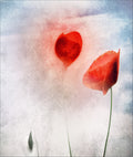In Flanders Fields Poster och Canvastavla