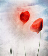 In Flanders Fields Poster och Canvastavla