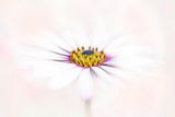 Inner Beauty Poster och Canvastavla