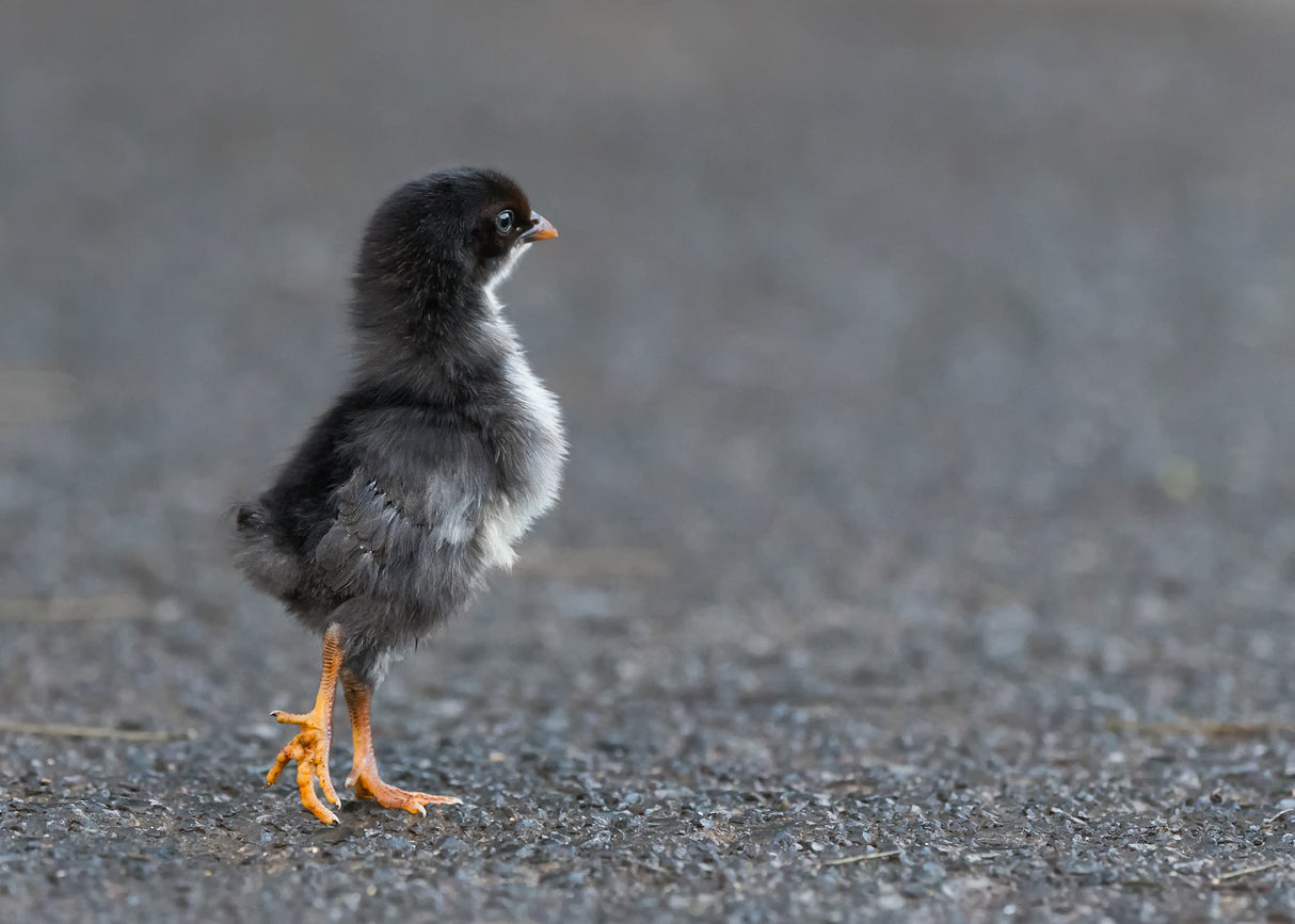 Where Did Mom Go? Poster och Canvastavla