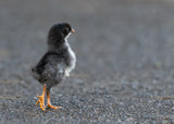 Where Did Mom Go? Poster och Canvastavla