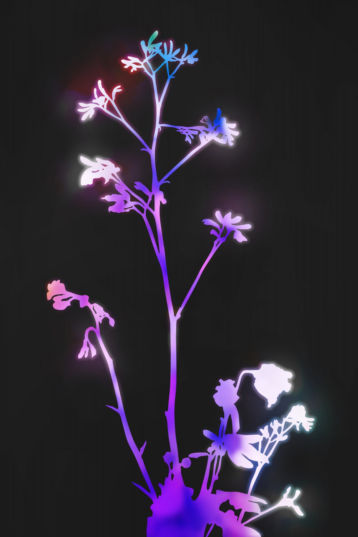 Florescence Purple Flowers Poster och Canvastavla