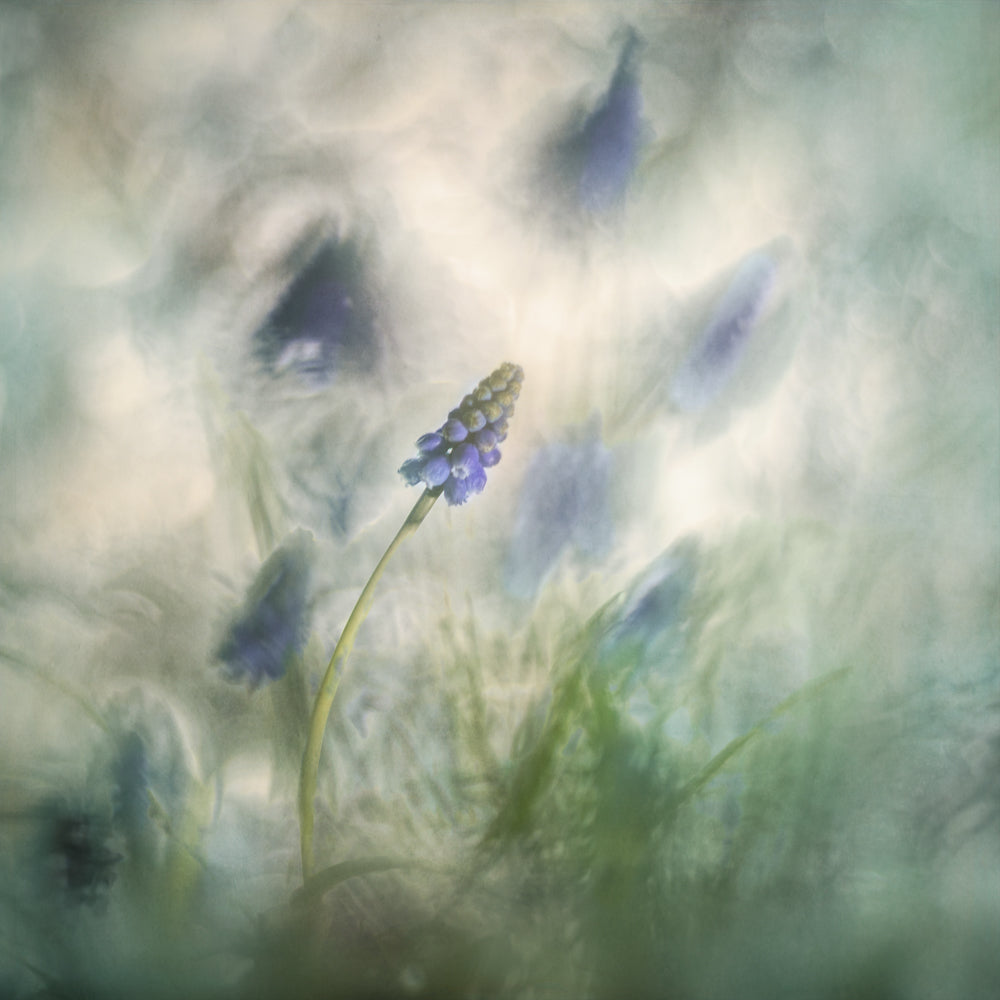 Spring messenger Poster och Canvastavla