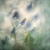Spring messenger Poster och Canvastavla