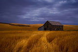 Serene Wheat Field Poster och Canvastavla