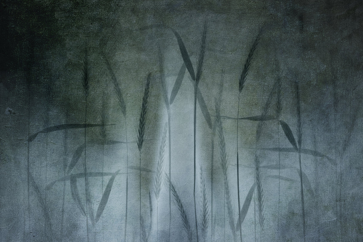 Grain in soft blue Poster och Canvastavla