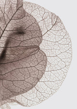 Bougainvillea Island Poster och Canvastavla