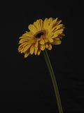 Beautiful flower Poster och Canvastavla