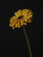 Beautiful flower Poster och Canvastavla