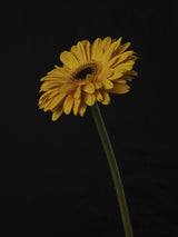 Beautiful flower Poster och Canvastavla