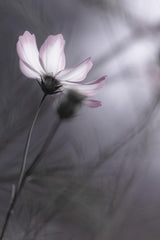 Cosmos Poster och Canvastavla
