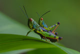 Grasshopper Poster och Canvastavla