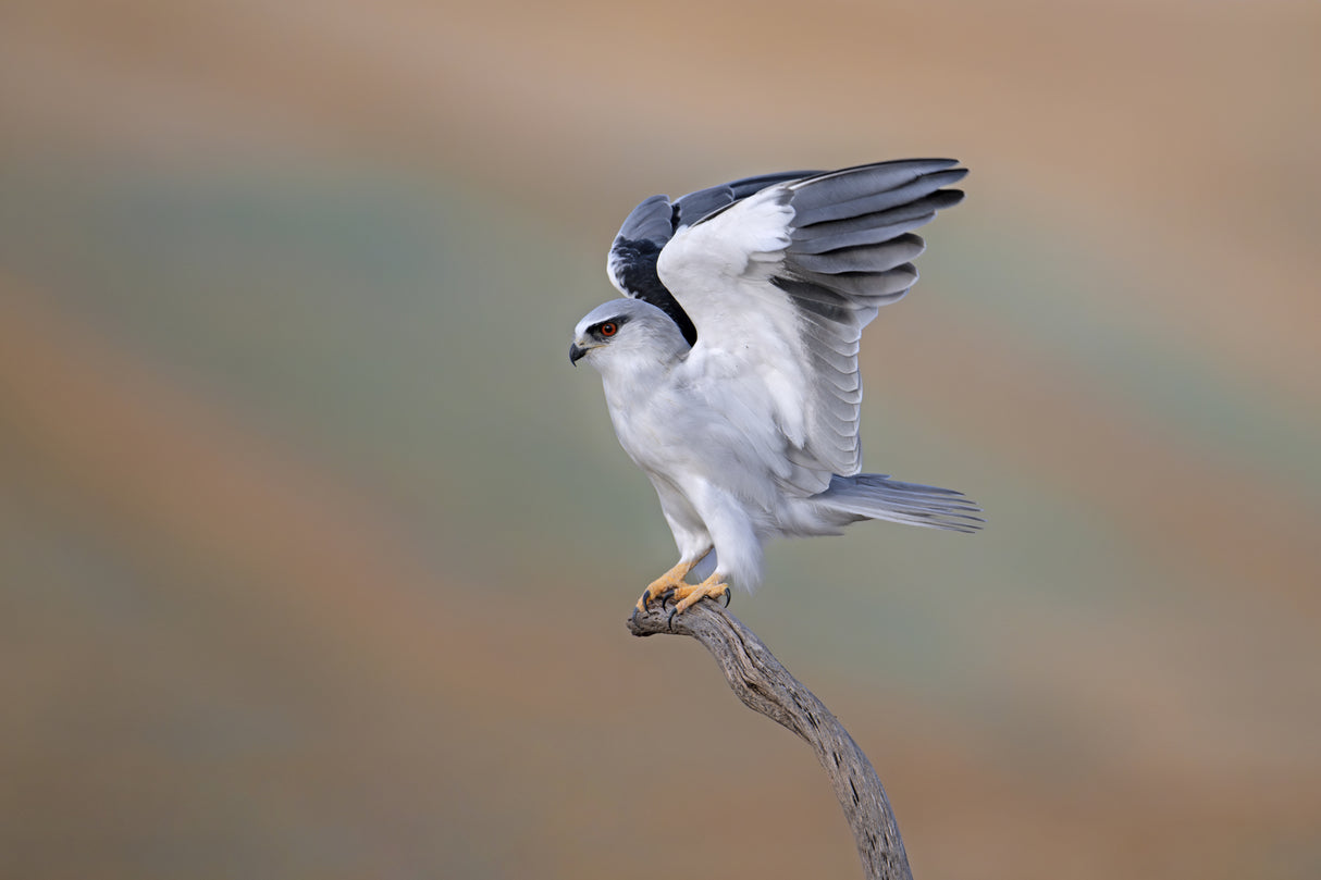 Black-winged Kite Poster och Canvastavla