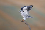 Black-winged Kite Poster och Canvastavla