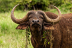 Hipster Buffalo Poster och Canvastavla
