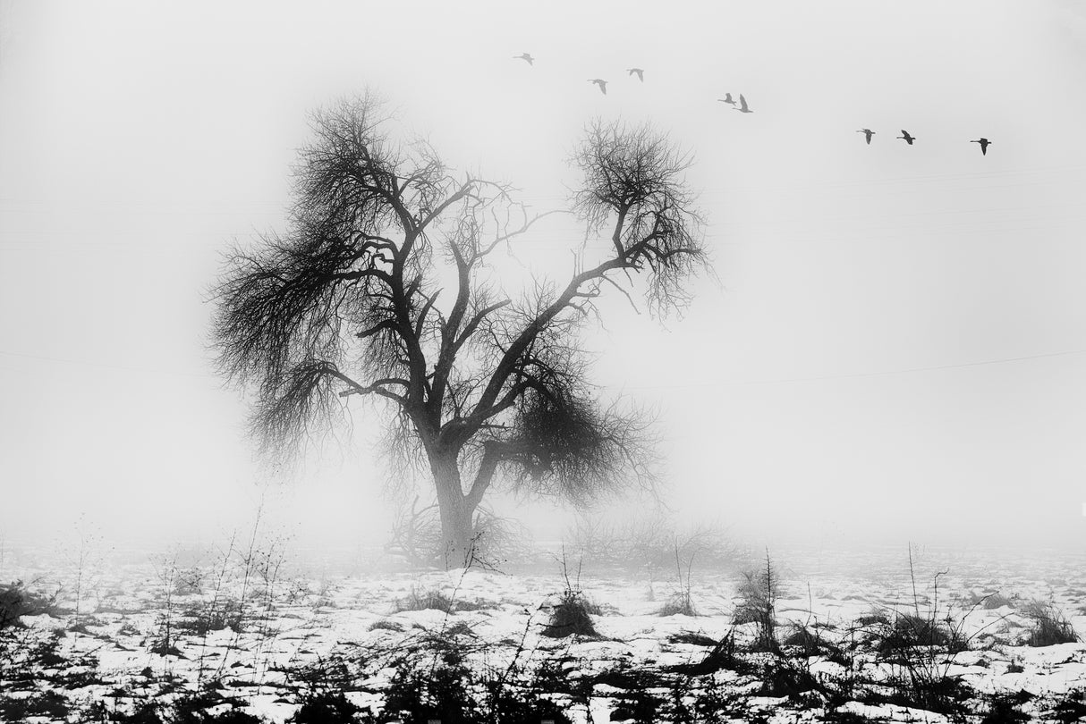 the lost tree Poster och Canvastavla