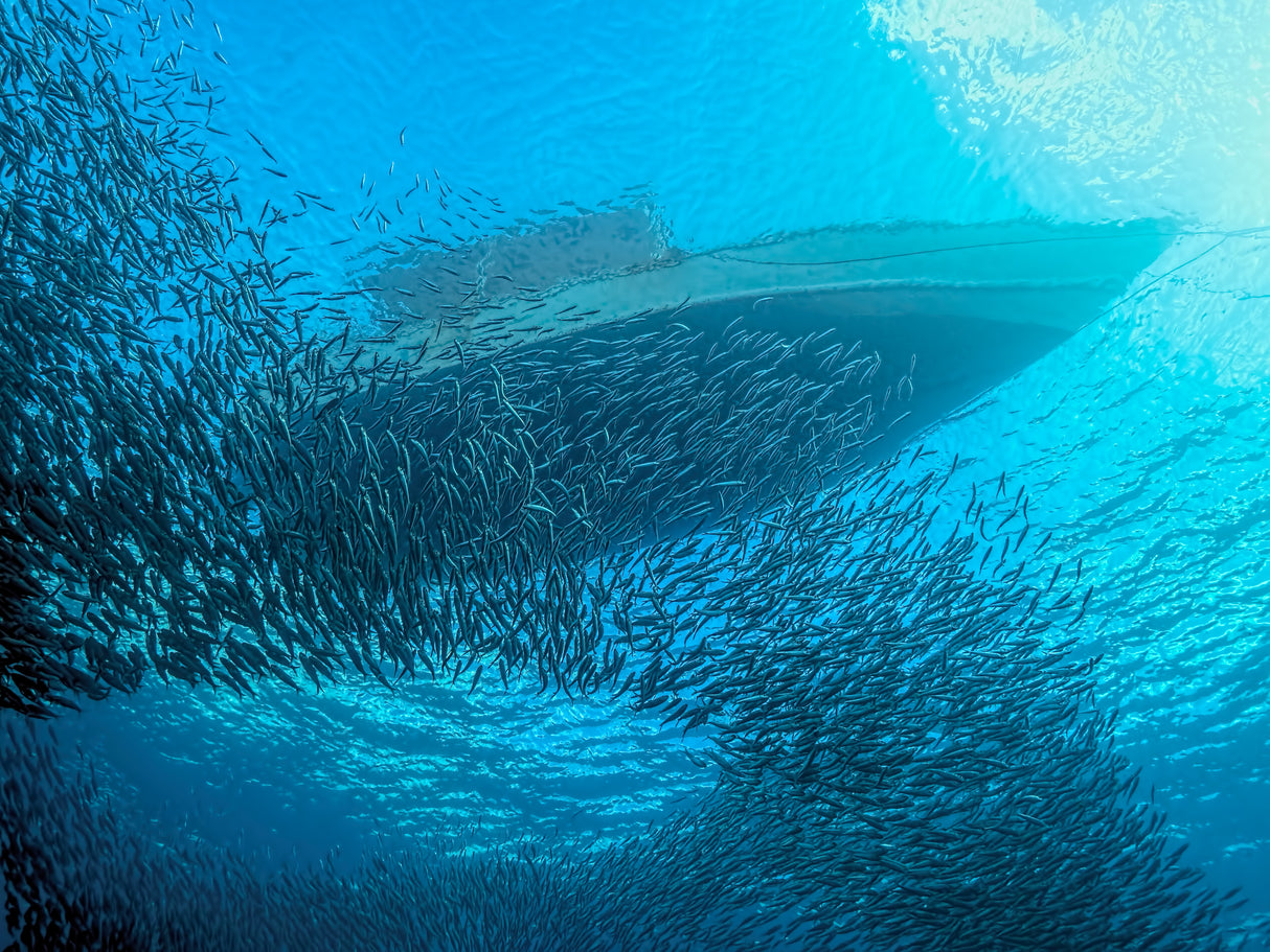 Sardines under the Boat Poster och Canvastavla