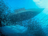 Sardines under the Boat Poster och Canvastavla