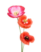 Colourful poppies Poster och Canvastavla