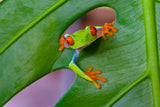 Red-eyed tree frog Poster och Canvastavla