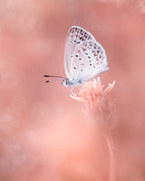 Little Butterfly Poster och Canvastavla