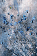 Blue Flowers Poster och Canvastavla