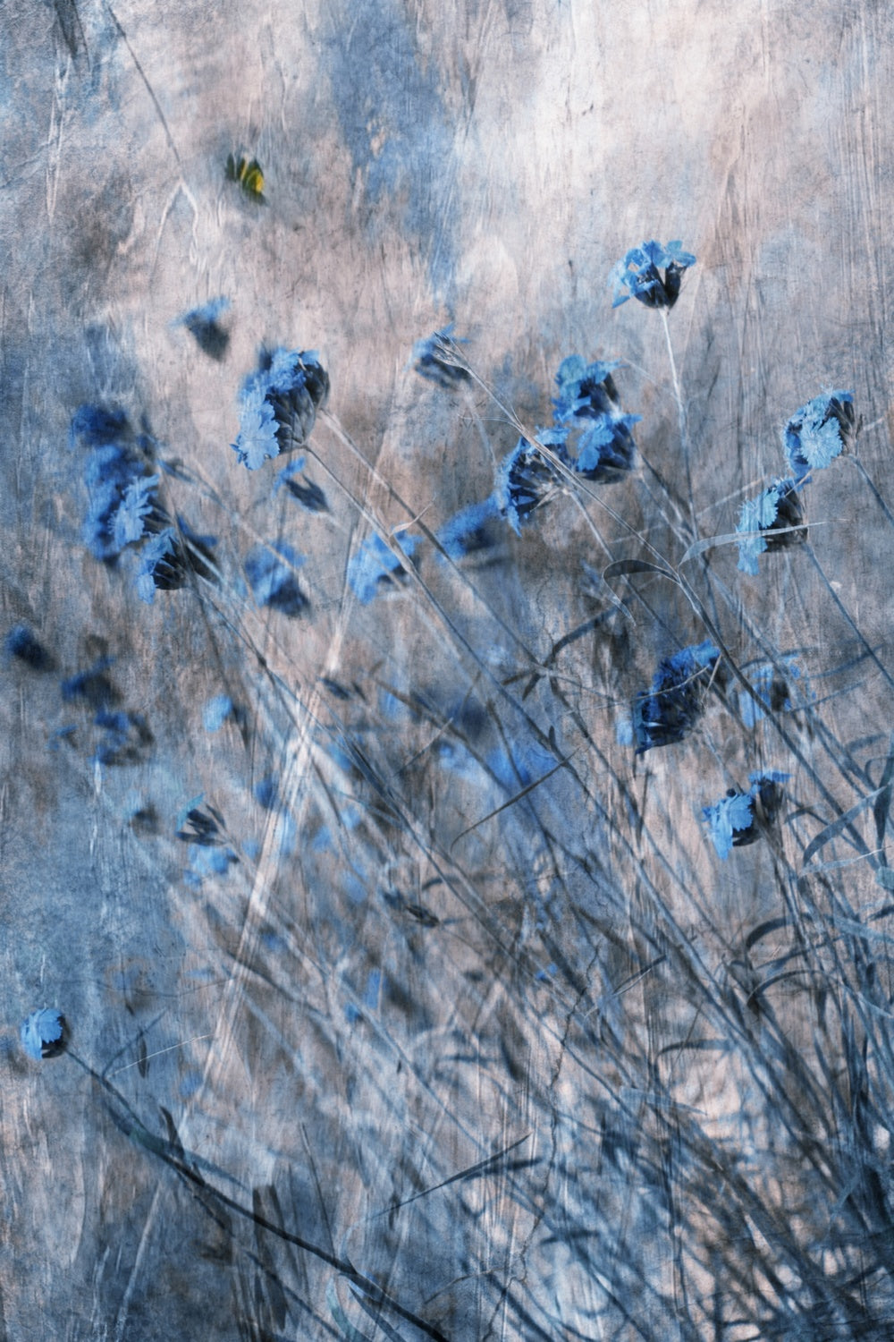 Blue Flowers Poster och Canvastavla