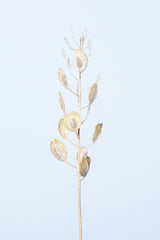 Solitary dried plant_light blue Poster och Canvastavla