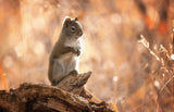 Hello, Squirrel Poster och Canvastavla