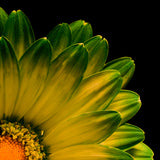 Petals Poster och Canvastavla