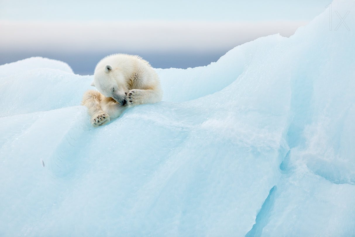 Polar Bear Grooming Poster och Canvastavla