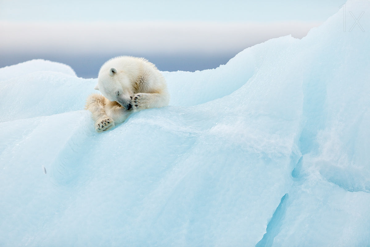 Polar Bear Grooming Poster och Canvastavla