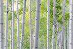 Birch Forest Poster och Canvastavla