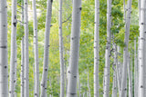 Birch Forest Poster och Canvastavla