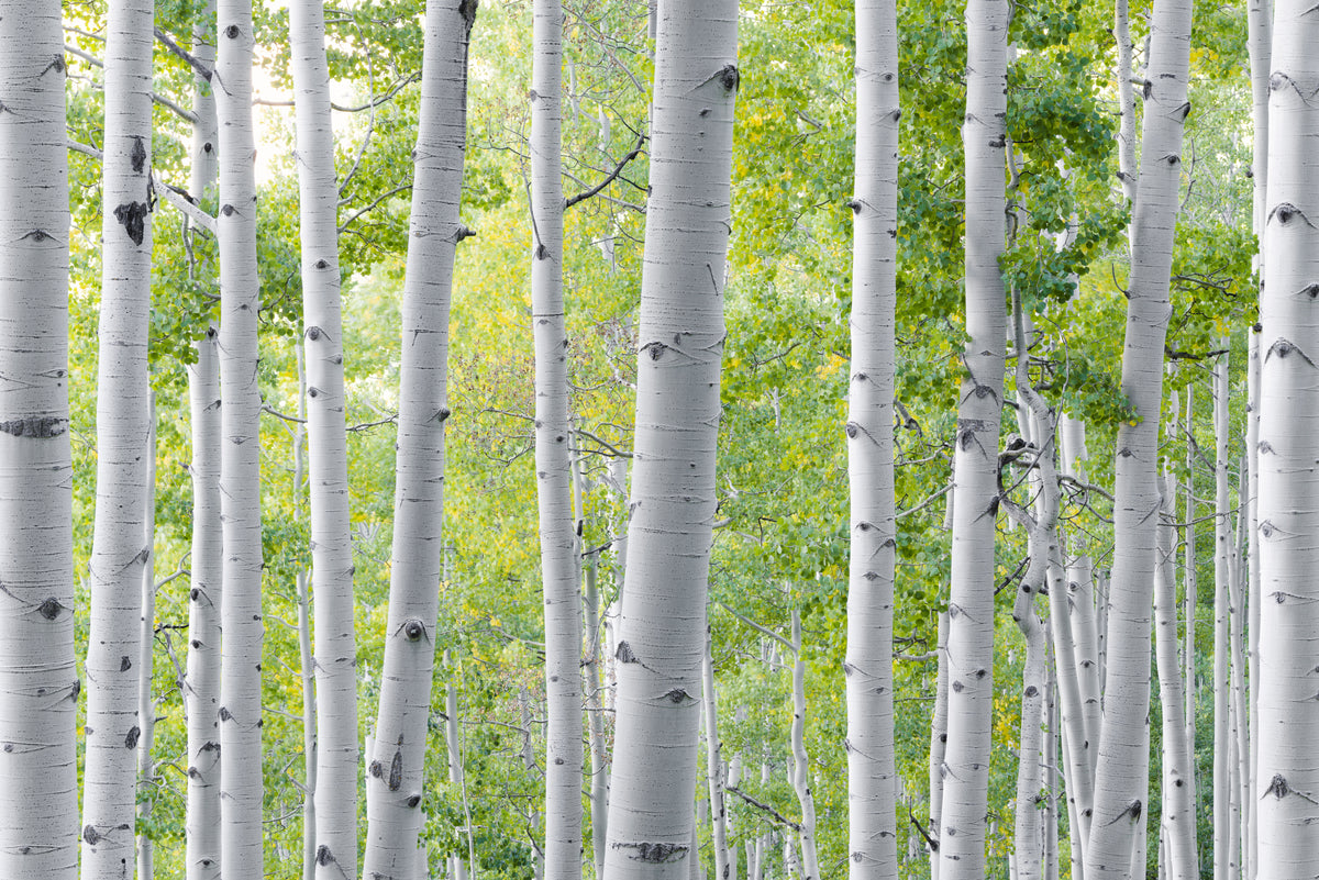 Birch Forest Poster och Canvastavla