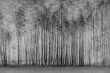 impenetrable forest Poster och Canvastavla