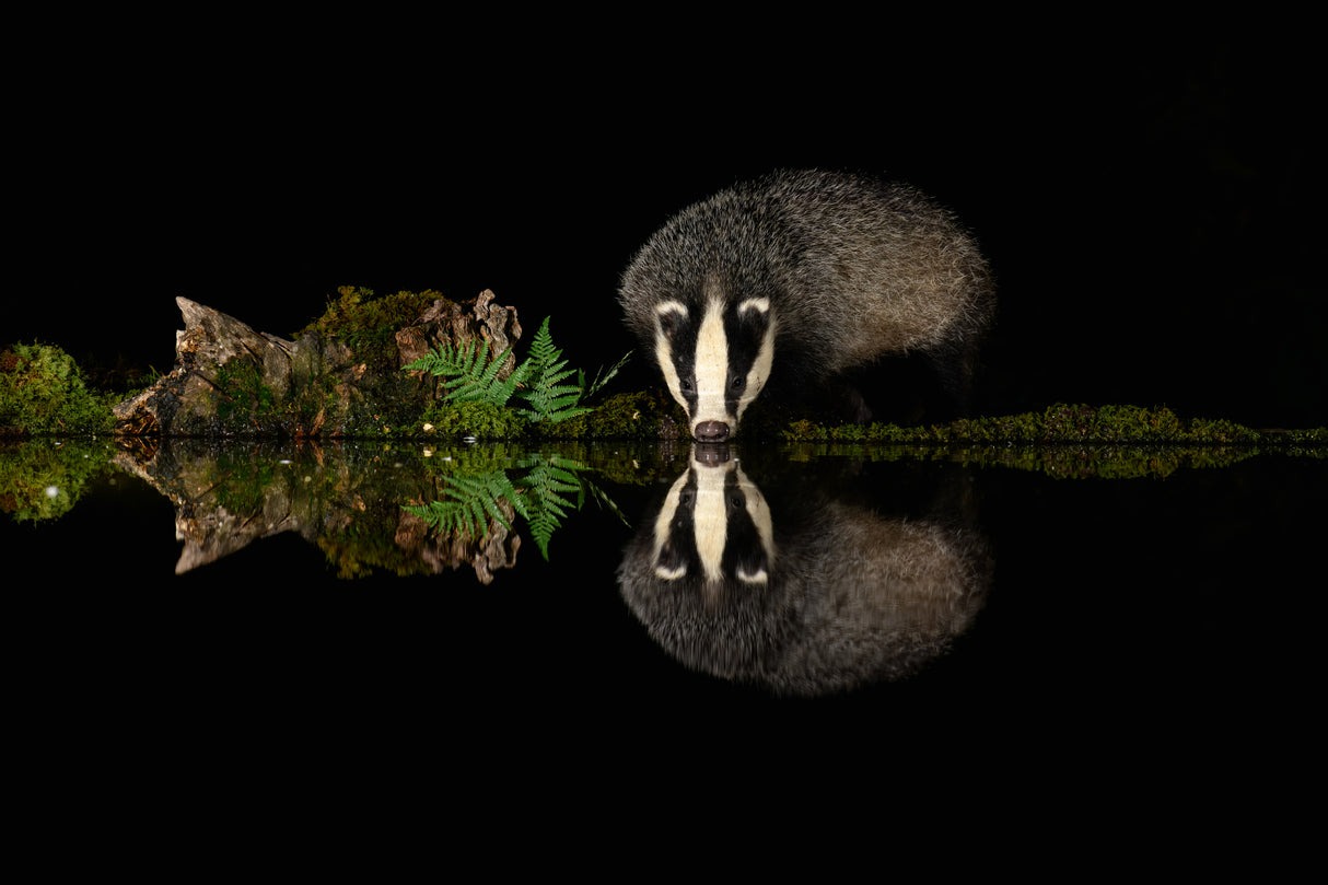 Thirsty Badger Poster och Canvastavla