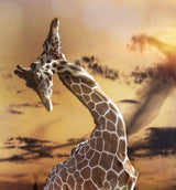 true love ... Poster och Canvastavla